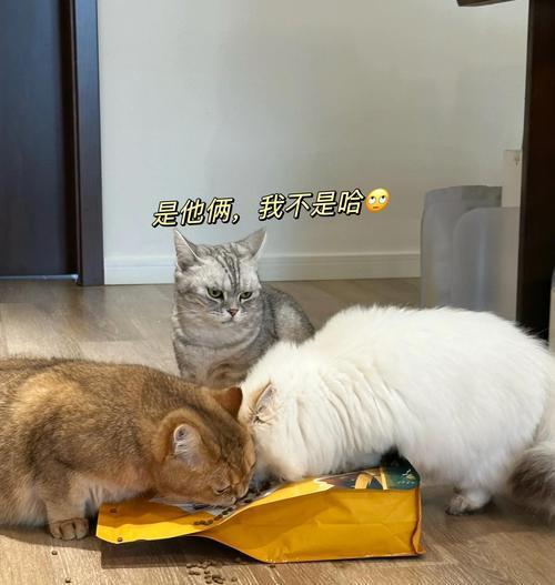 猫吃猫粮为什么有嘎嘣嘎嘣的声音？这种声音是否正常？
