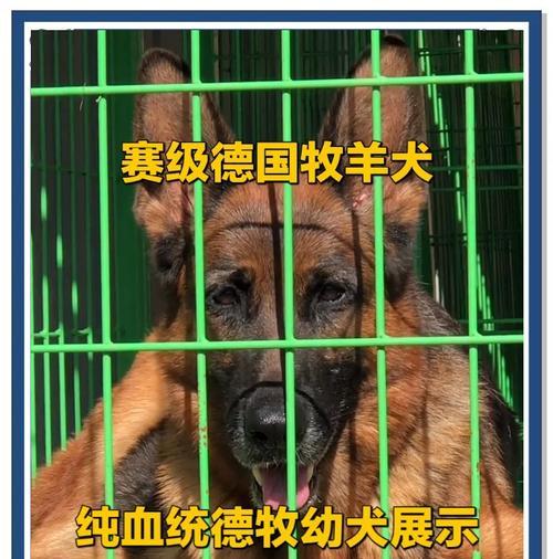 小德牧被咬后疫苗接种费用是多少？