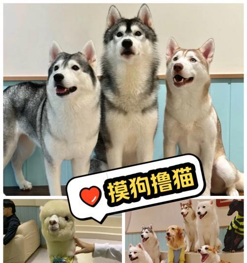 如何给狗进行推毛羊驼操作？有哪些注意事项？