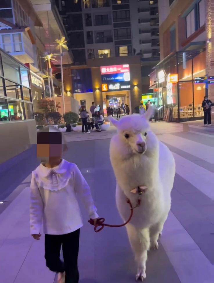 怎么牵羊驼走路？羊驼的正确牵引方法是什么？