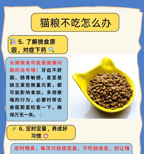 猫粮如何帮助养胃并解决挑食问题？