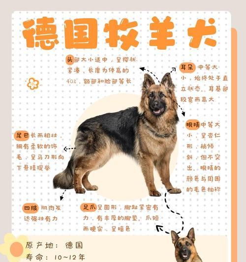 德牧军犬手办的市场价格是多少？哪里可以购买到正品？