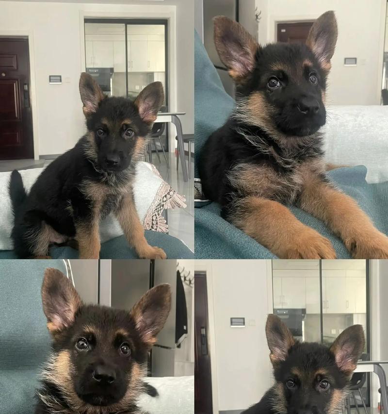 德牧军犬手办的市场价格是多少？哪里可以购买到正品？