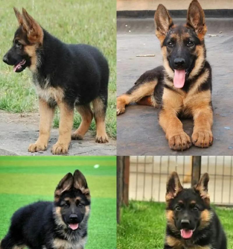 罗城德牧幼犬售价是多少？购买时需考虑哪些因素？