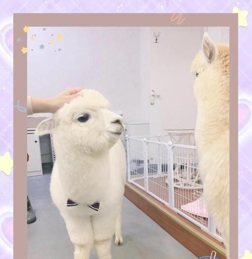 带宝宝参观羊驼馆应该注意什么？