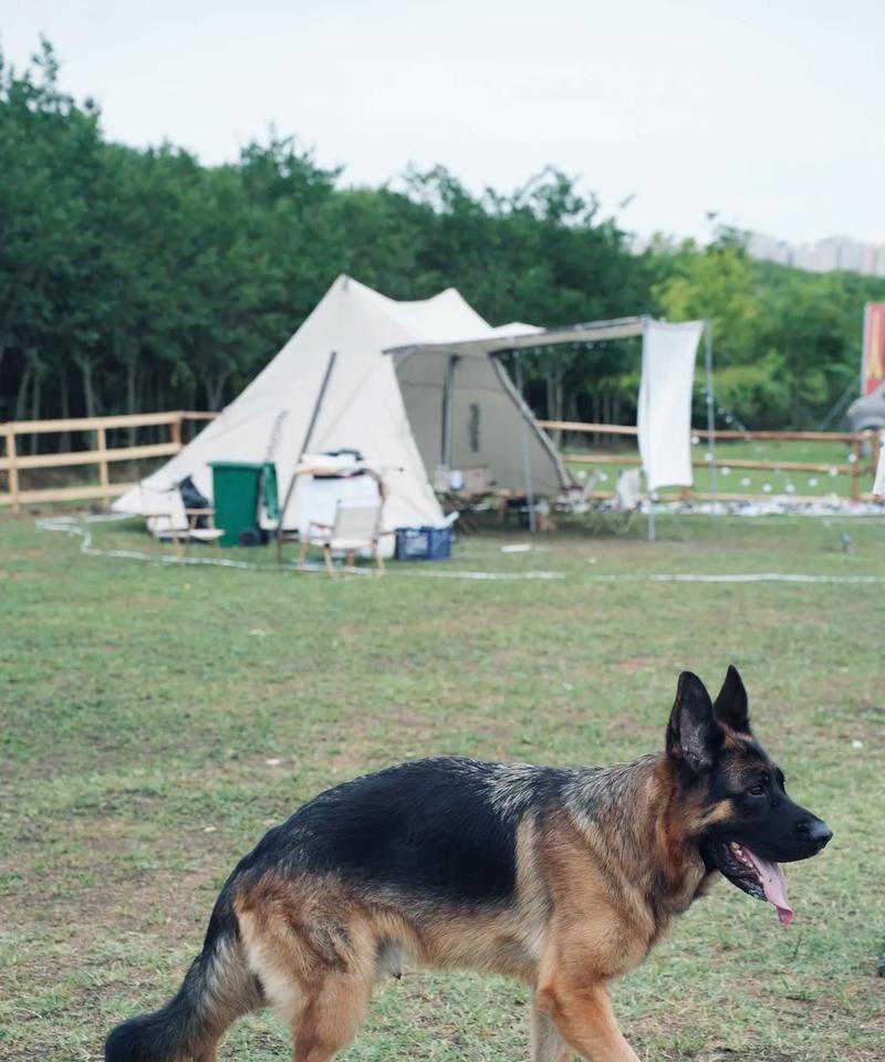 德牧犬一次可以射多少？德牧犬的繁殖能力如何？