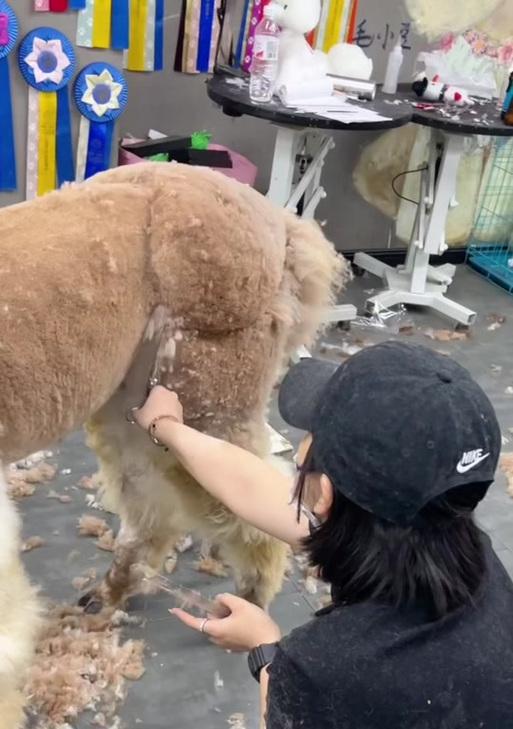 羊驼剪牙齿时会感到疼痛吗？