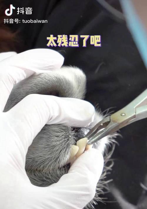 羊驼剪牙齿时会感到疼痛吗？