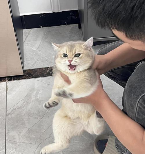 六个多月的蓝金猫应该吃什么猫粮？如何选择合适的猫粮？