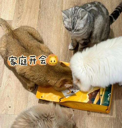猫咪偷吃戴手铐的猫粮怎么处理？有效防止方法是什么？
