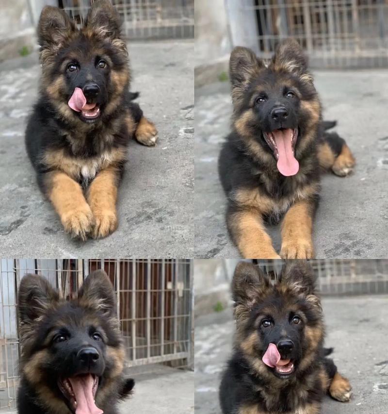 德牧犬领养的最佳年龄是多少岁？领养德牧需要注意哪些事项？