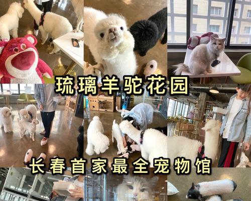 羊驼插件注册登录指南？Mac用户如何操作？