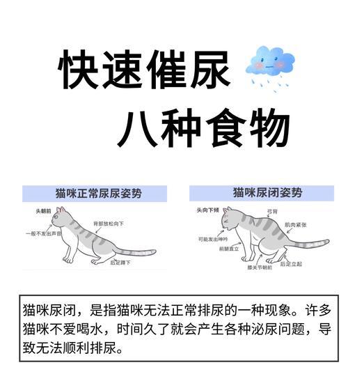 猫导尿后立即进食猫粮安全吗？