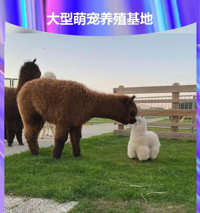 绿色地毯对羊驼有何影响？