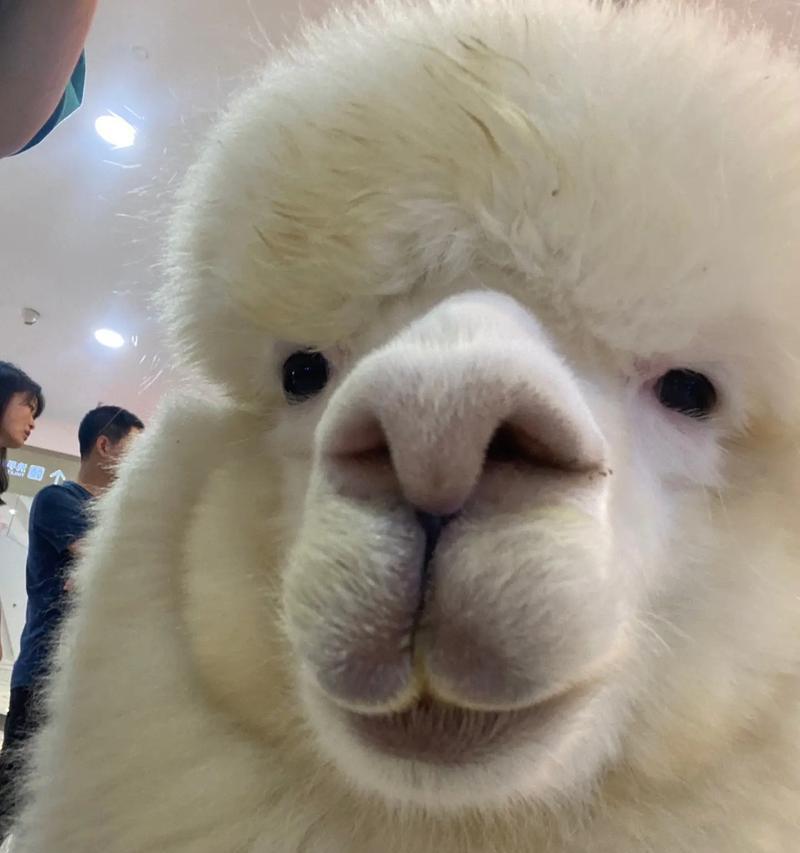 表情羊驼代表什么含义？它在宠物界的地位如何？