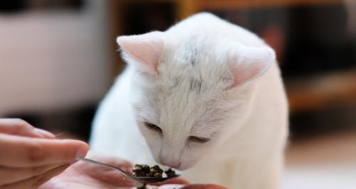徒手喂猫粮安全吗？有没有更好的方法？