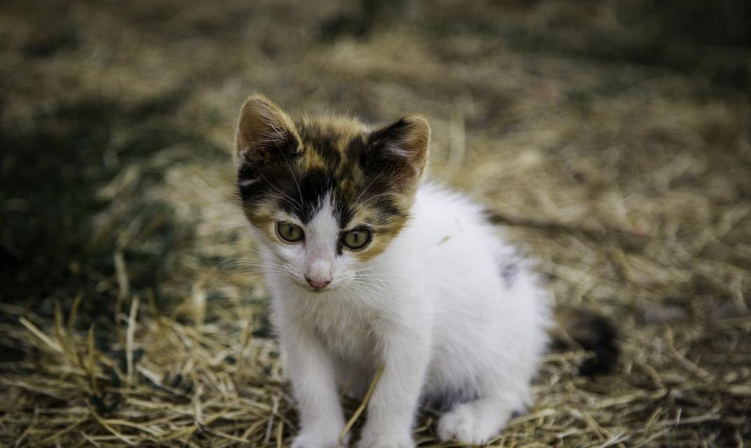 流浪猫为什么不吃湿粮了？流浪猫饮食习惯改变的原因是什么？