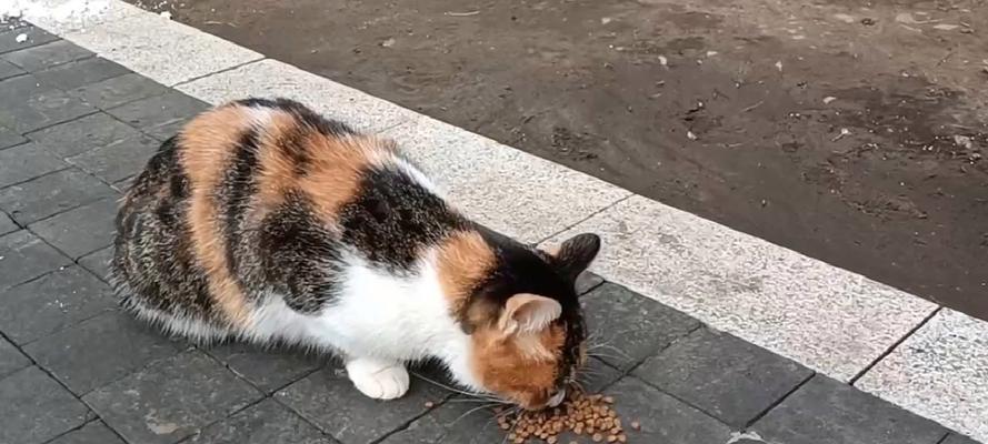 流浪猫为什么不吃湿粮了？流浪猫饮食习惯改变的原因是什么？