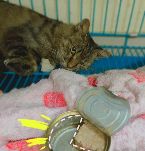 流浪猫为什么不吃湿粮了？流浪猫饮食习惯改变的原因是什么？