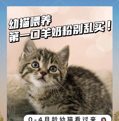猫咪没有猫粮时可以喝什么奶粉？选择奶粉的建议是什么？