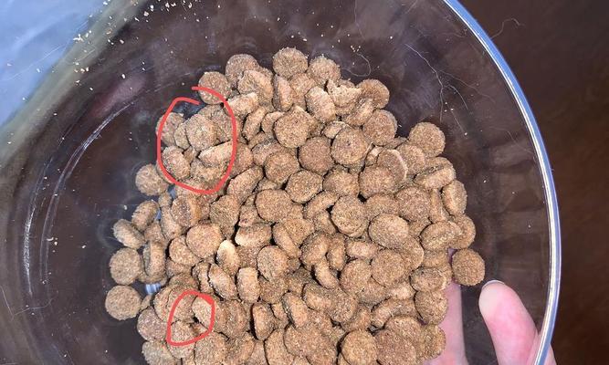 猫粮中为何会长小虫？这种情况如何避免？