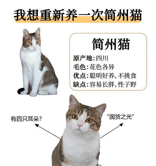 简州猫能吃人类猫粮吗？有哪些适合的猫粮推荐？