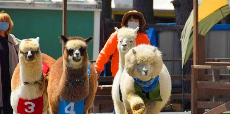 羊驼奔跑是什么意思？羊驼奔跑的含义是什么？