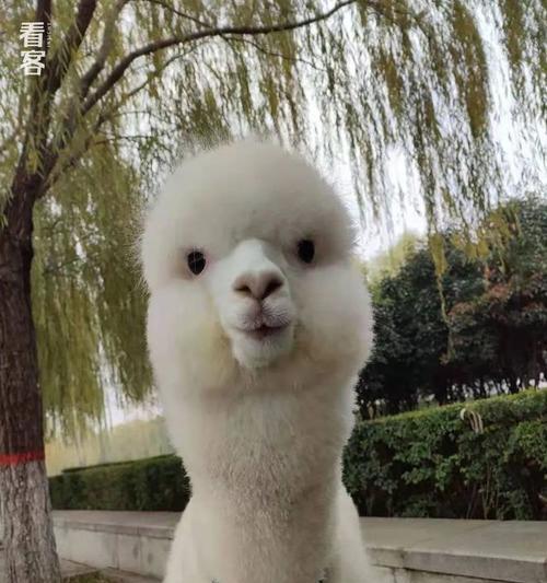 冰棍羊驼吃苹果皮会有什么反应？是否对健康有害？