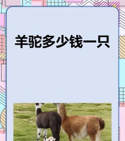 羊驼剪毛一次需要多少钱？羊驼剪毛的费用标准是什么？