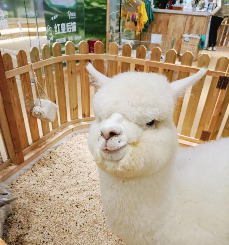 羊驼尾巴有何独特之处？为何被认为好看？