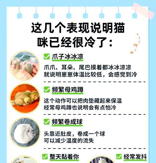 猫咪偏爱烤冷面是否正常？这背后的原因是什么？