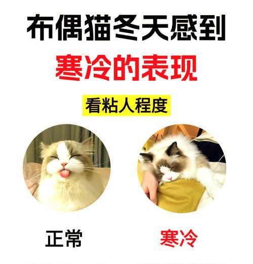 猫咪偏爱烤冷面是否正常？这背后的原因是什么？
