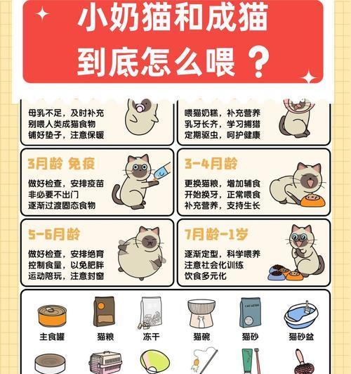 小奶猫首次吃猫粮何时排便？需要注意什么？