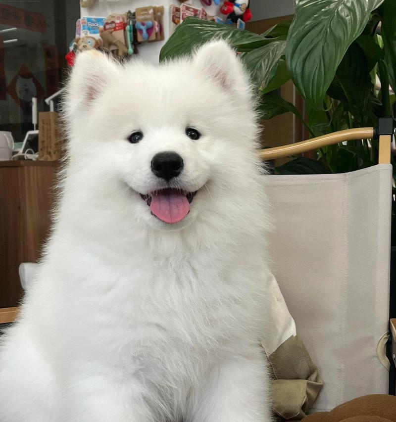 2个月大的小狗可以吃狗粮吗？喂食建议是什么？