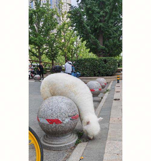 羊驼圈地面铺设地砖的正确方法是什么？