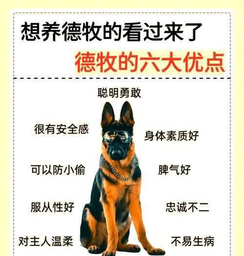 母德牧做绝育好吗多少钱？德牧绝育手术的利弊和费用分析？