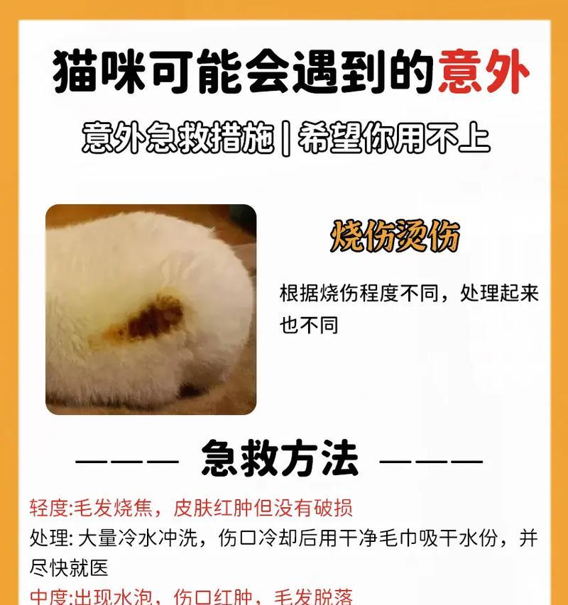 猫粮救助机出现老鼠怎么处理？有哪些有效的解决办法？