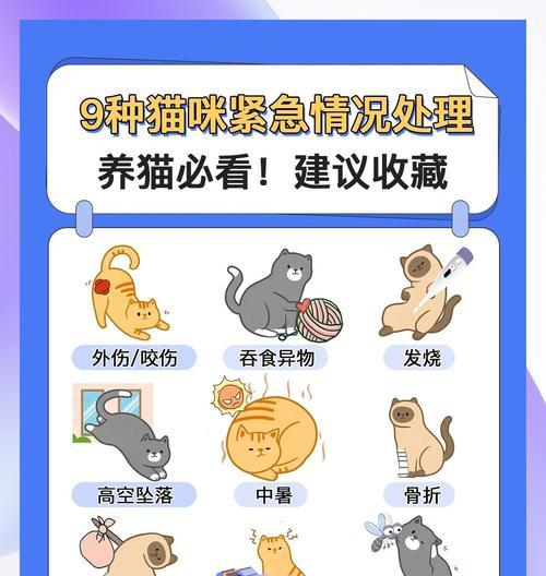 猫粮救助机出现老鼠怎么处理？有哪些有效的解决办法？