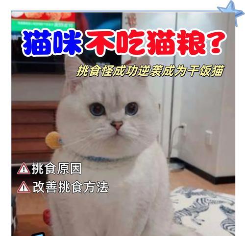 小猫不吃猫粮是挑食吗？如何判断小猫的食欲问题？
