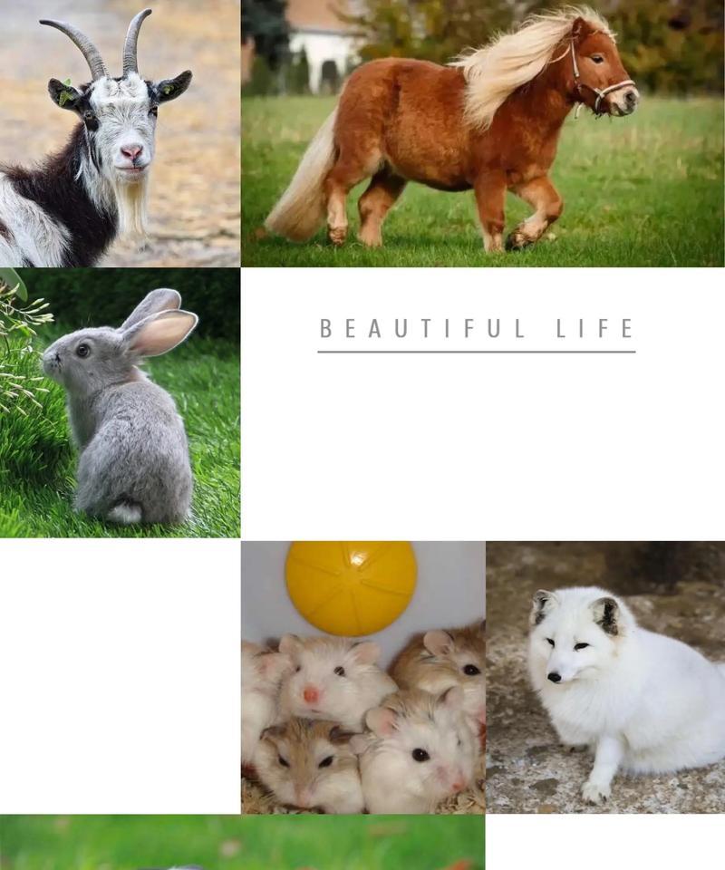 吃橙子的羊驼与什么犬种相似？