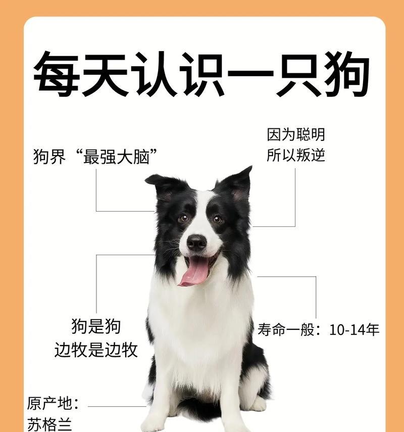 边牧比格雪纳瑞的饲养成本是多少？