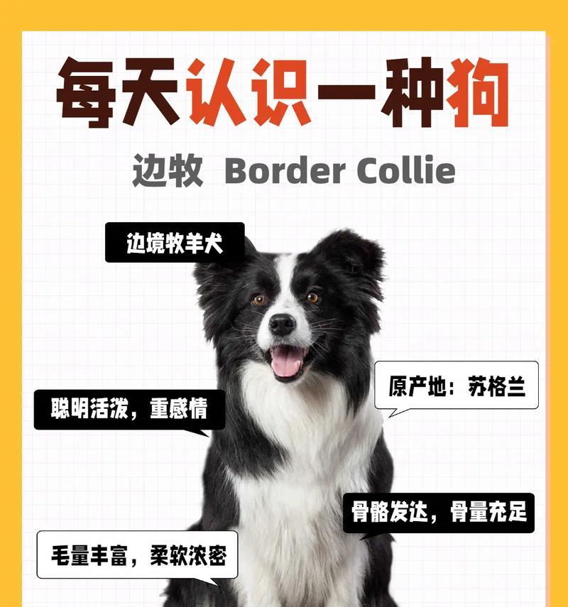 边牧比格雪纳瑞的饲养成本是多少？