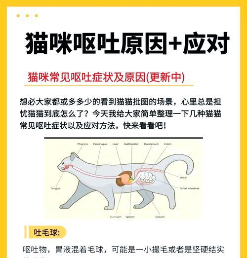 猫吃猫粮为什么会吐？这是怎么回事？