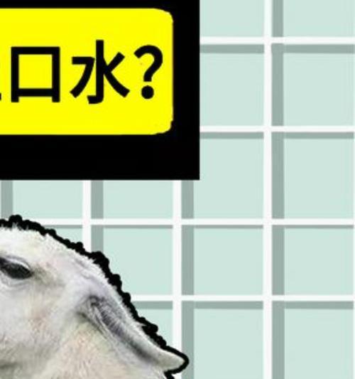 羊驼为何会吐草？如何正确饲养避免此现象？