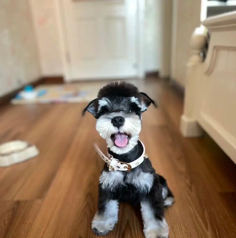 雪纳瑞幼犬磨牙玩具价格是多少？购买时应注意哪些问题？