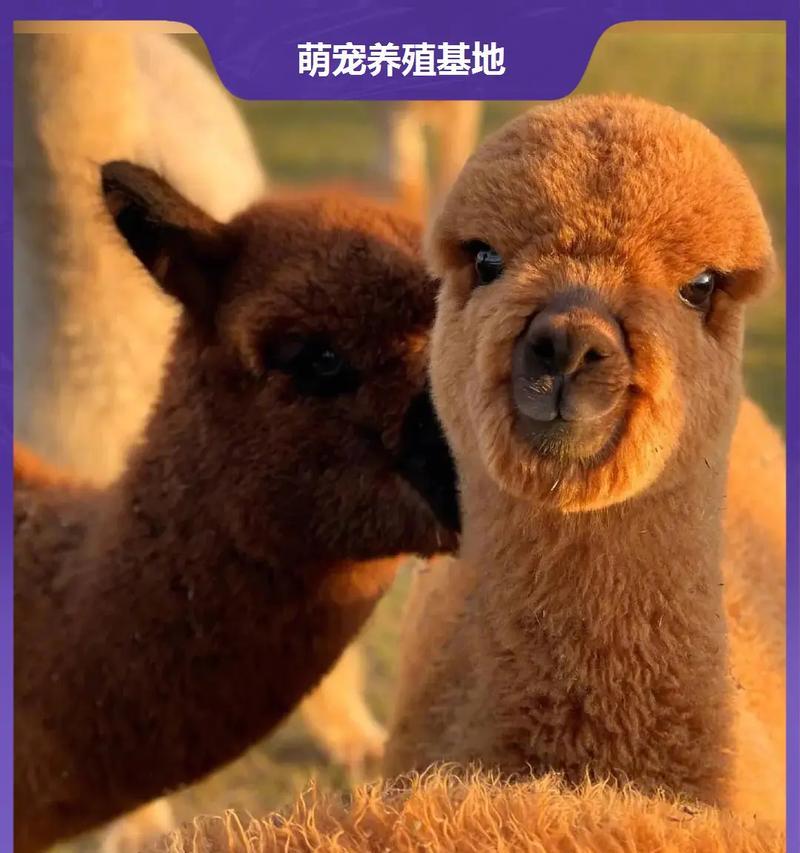 山羊遇到羊驼会有什么反应？它们能和平相处吗？