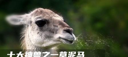 羊驼吐口水到手上是正常现象吗？