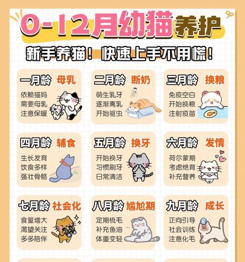 奶猫咀嚼猫粮的正确方法是什么？喂食时应注意什么？