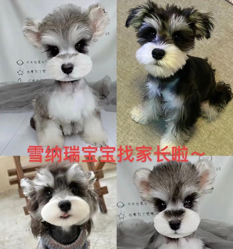 平度宠物店的雪纳瑞价格是多少？购买时需要注意什么？