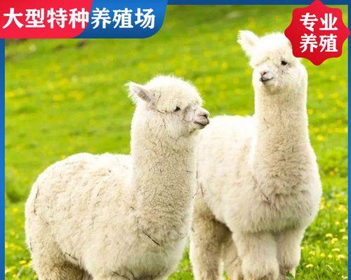 大号羊驼轮子拆卸步骤是什么？拆卸后如何正确安装？